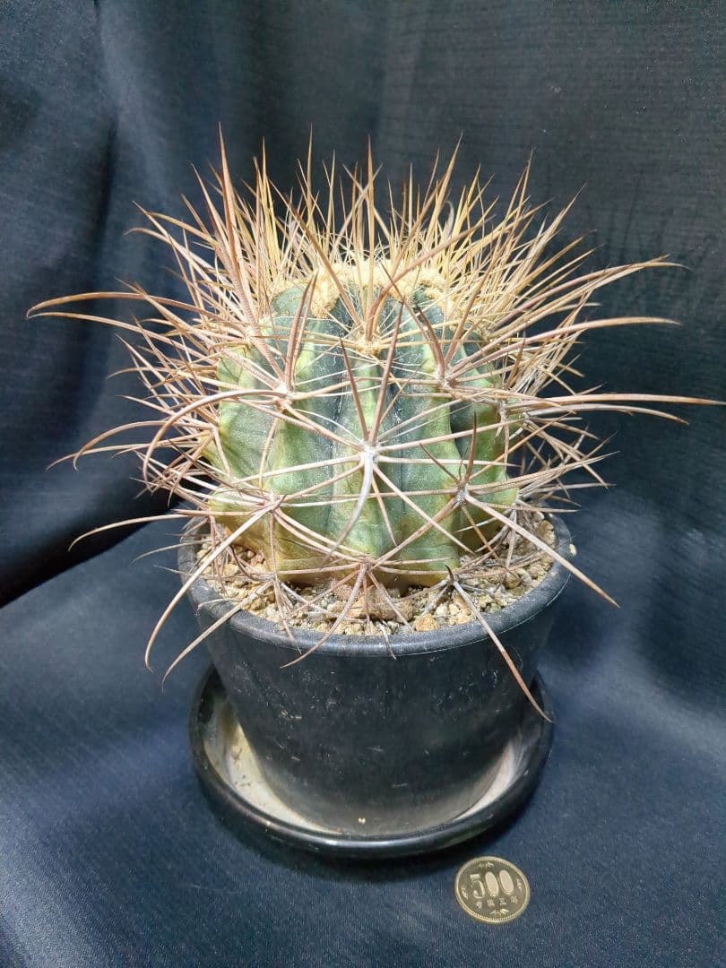 白鳥丸　（鯱頭変種）　白麗