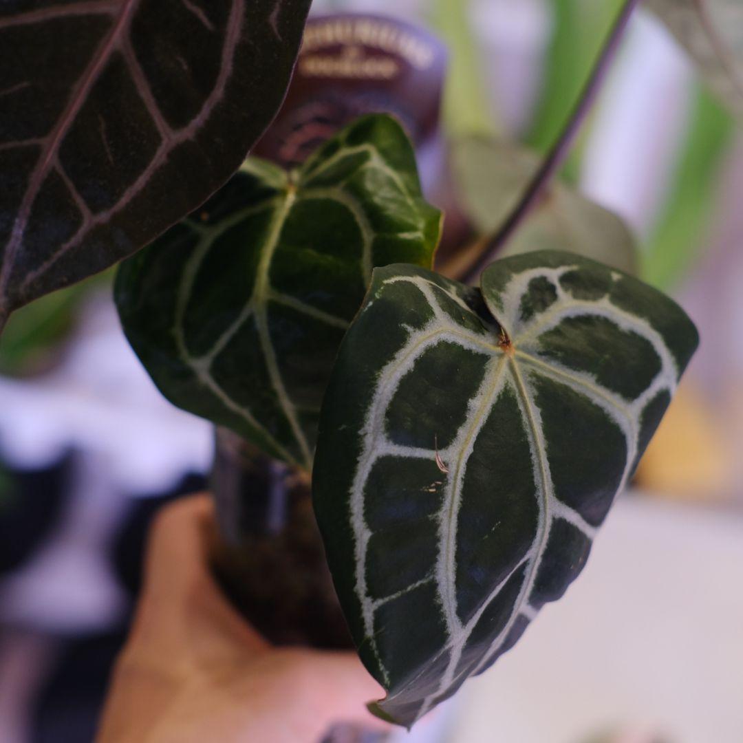 【正規タグ】Anthurium 'Michelle'│アンスリウム・ミシェル②