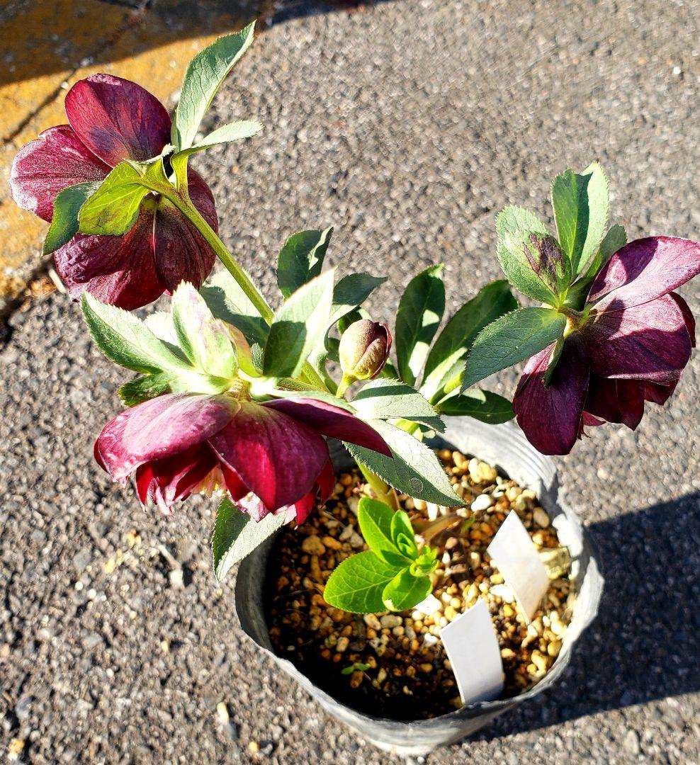 クリスマスローズ　珍しい　キラメキ