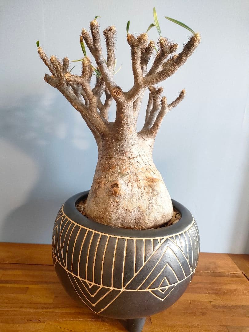 s*s様 【良型】パキポディウム・グラキリス