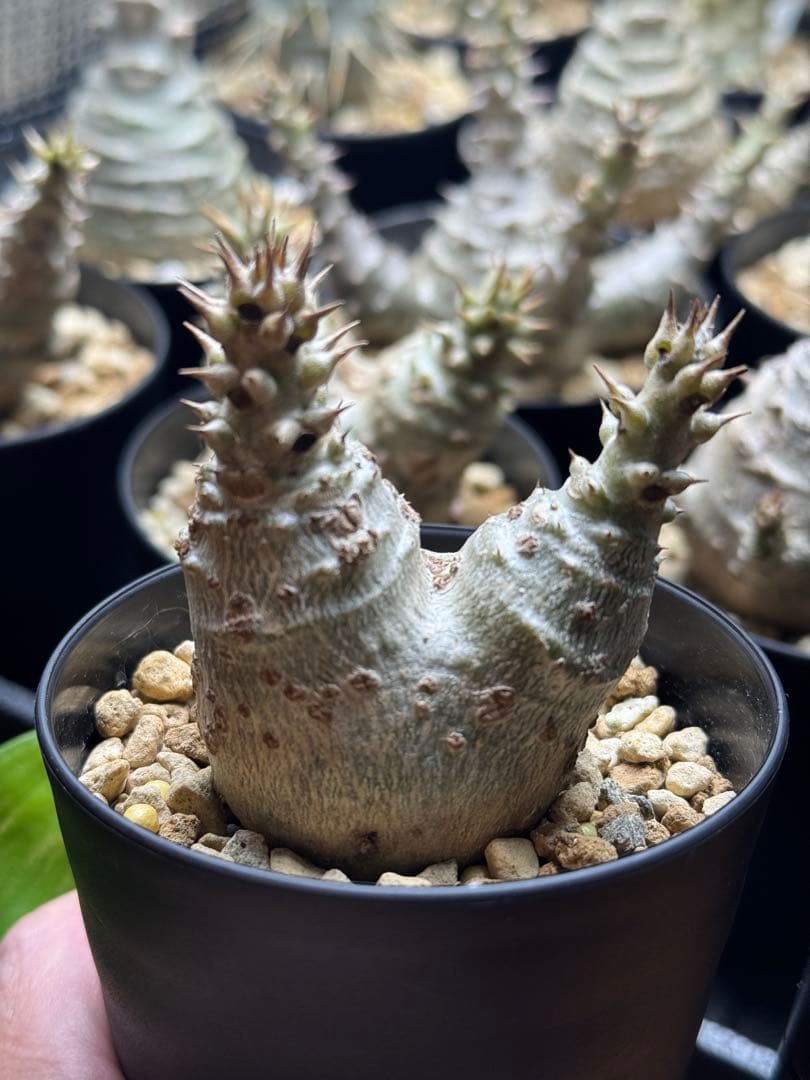 （レア株二頭）パキポディウム　ウィンゾリー　国内実生