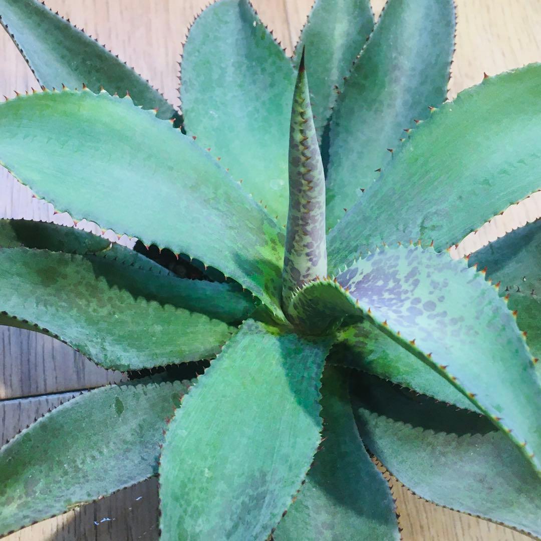 マンガベ ブラッドスポット × パープルピープルイーター オリジナルhyb.