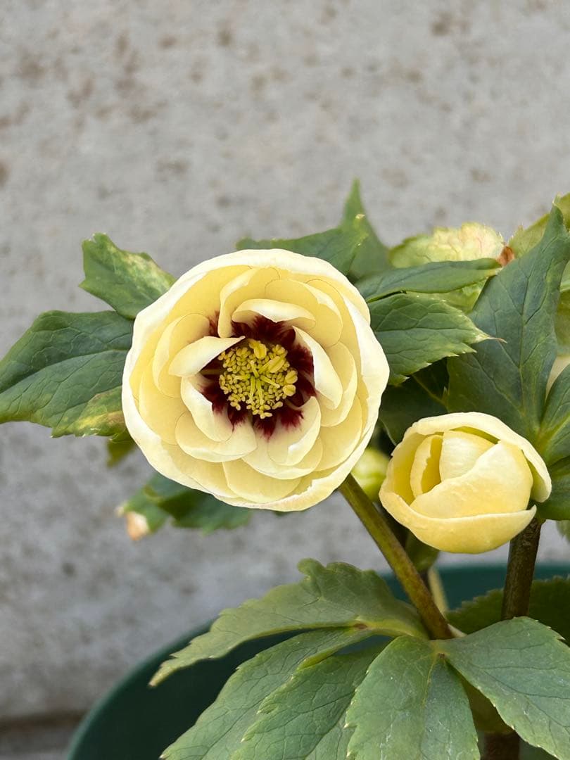 dd小輪ホワイト フラッシュ クリスマスローズ