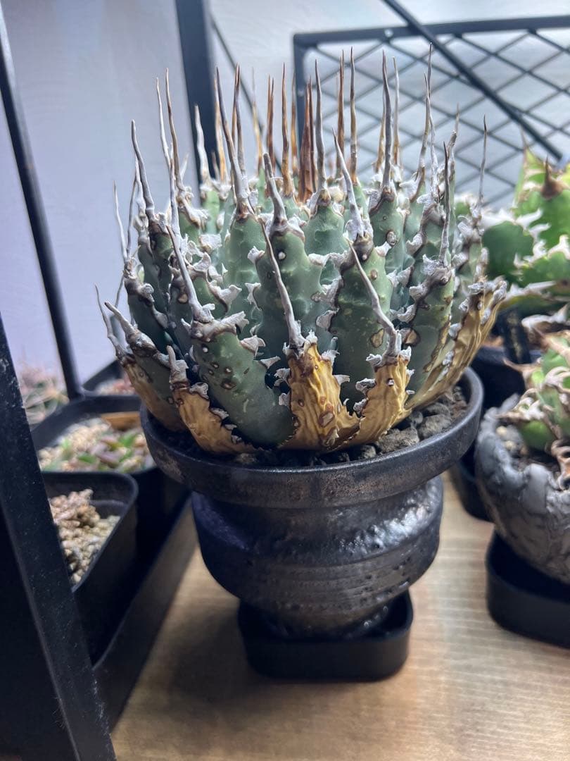 [活着済]アガベ ユタエンシス　エボリスピナ　4号サイズ