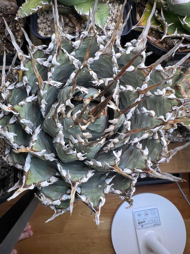 [活着済]アガベ ユタエンシス　エボリスピナ　4号サイズ