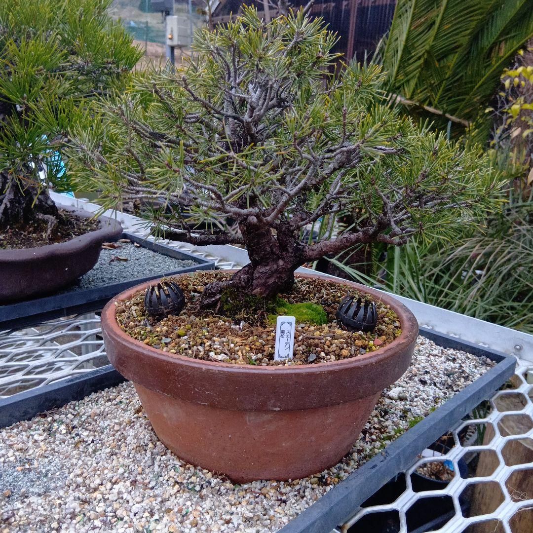 黒松盆栽（スェーデン黒松）中品盆栽（実生から持ち込みかなり古い）インテリア用