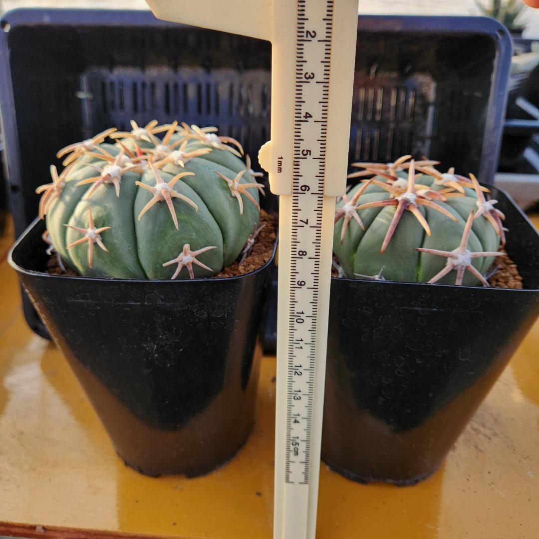 ス*郎様 エキノカクタス　白刺翠平丸