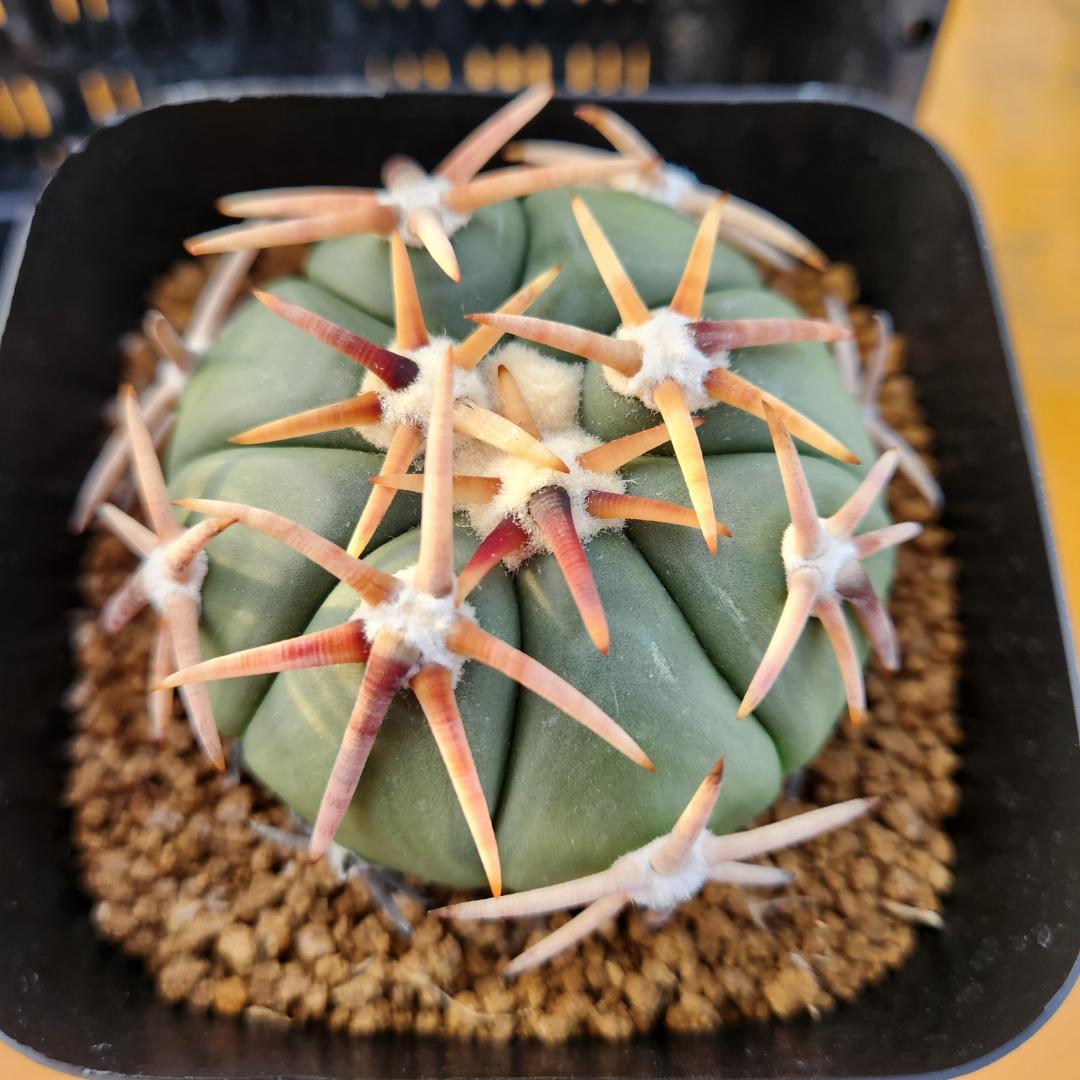 ス*郎様 エキノカクタス　白刺翠平丸