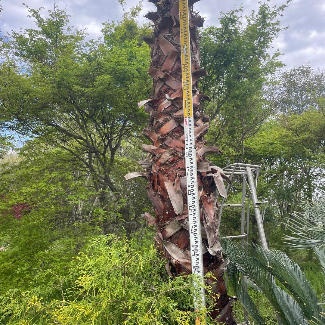 ワシントンヤシ