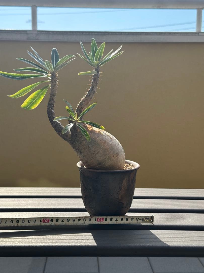 発根済みグラキリス　現地球　発根後3年目株　LED屋内管理