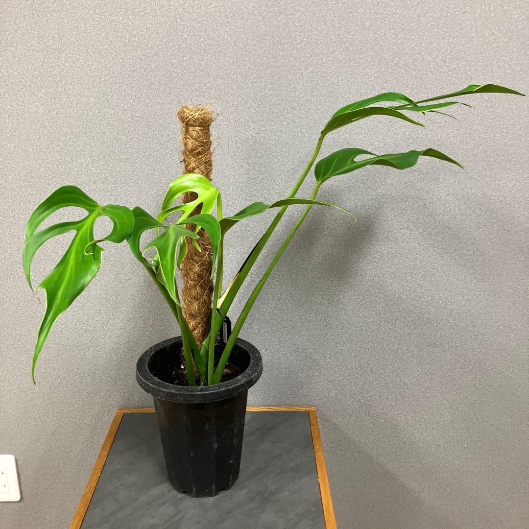 超絶希少❗️超美株❗️モンステラ　バールマルクスフレーム✨