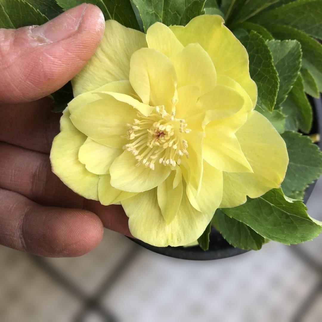 新春大特価 クリスマスローズ 八重 7種セット 豊園芸 花付き現品発送レア品種