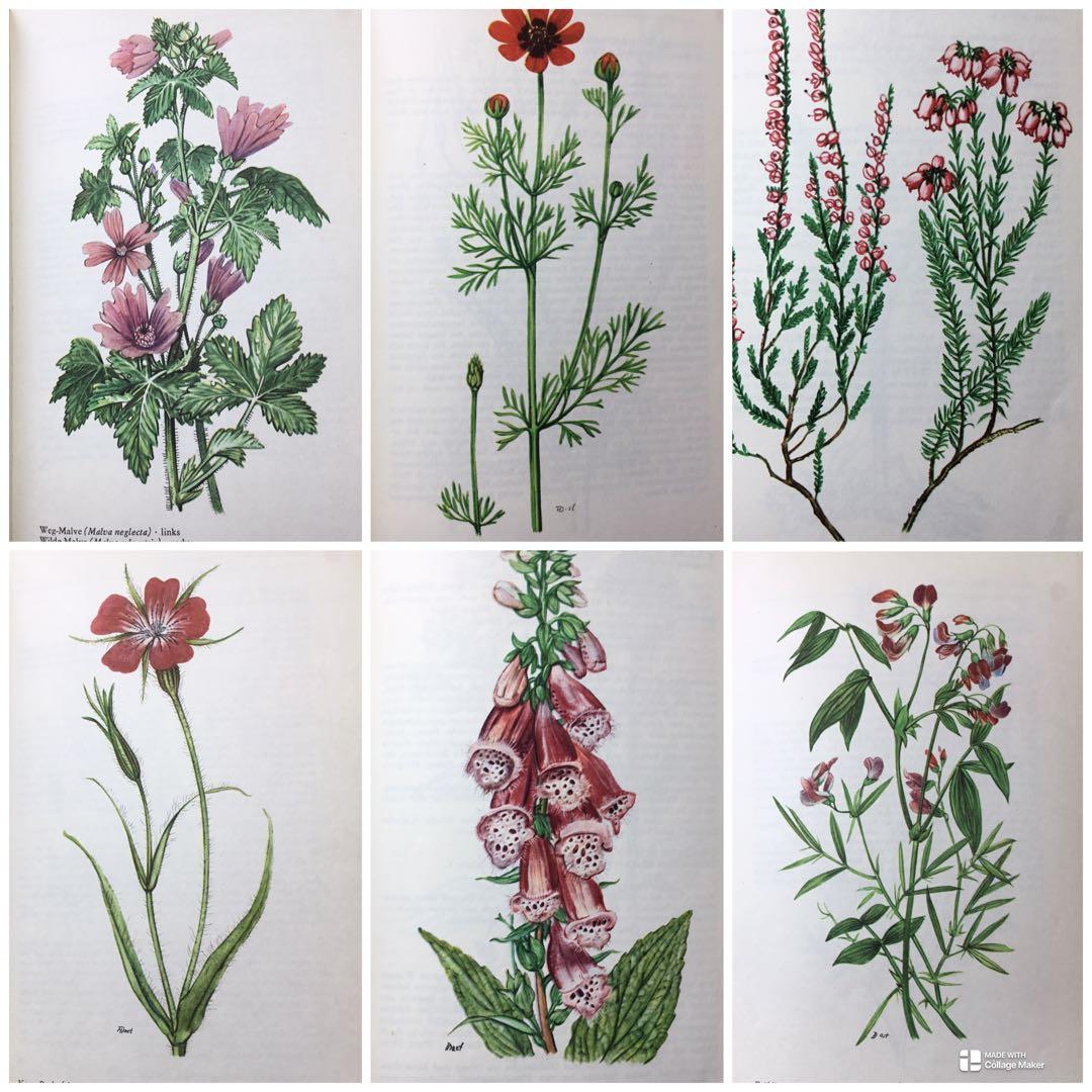 洋書　植物図鑑　ドイツ　花　BLUMEN IN WALD UND FLUR