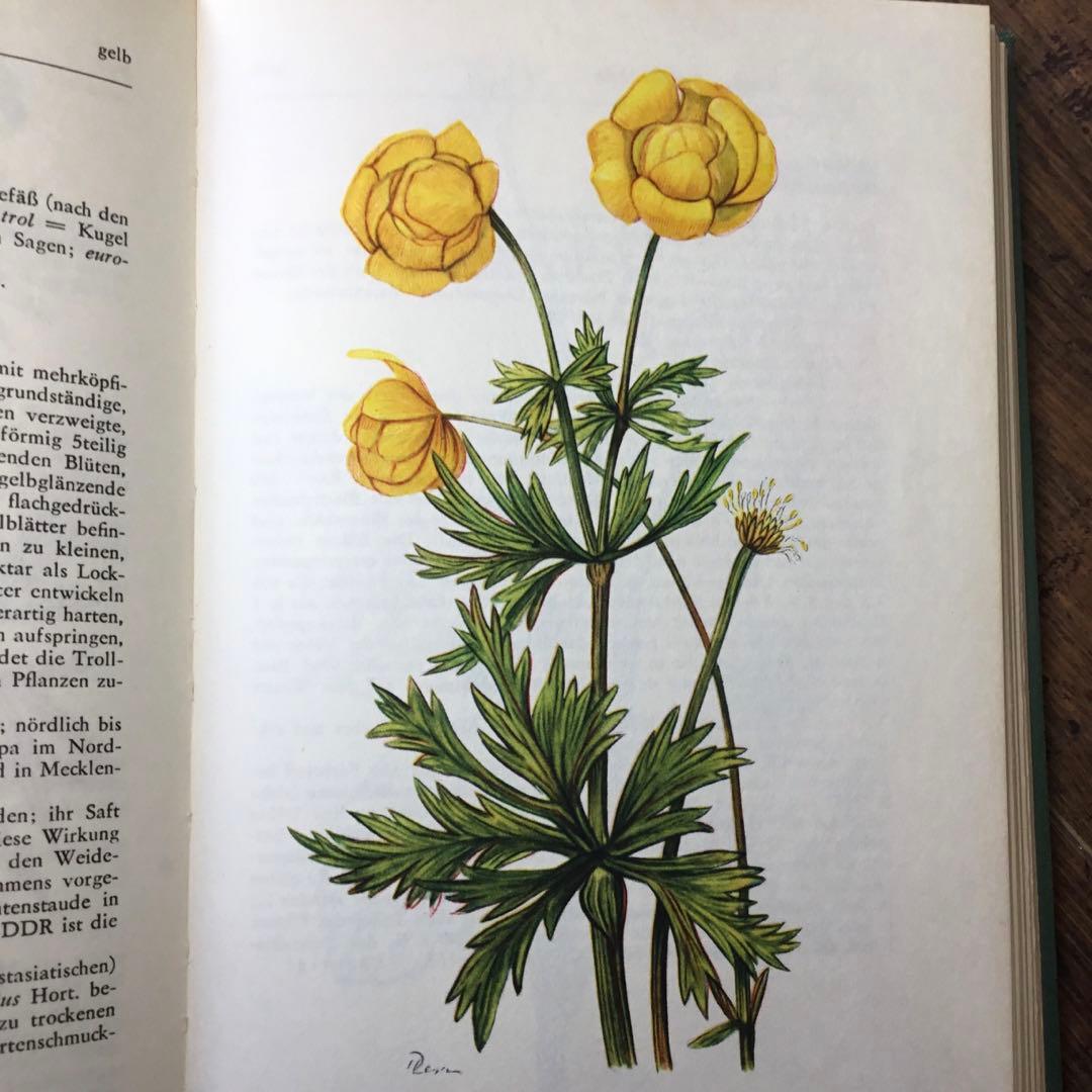 洋書　植物図鑑　ドイツ　花　BLUMEN IN WALD UND FLUR