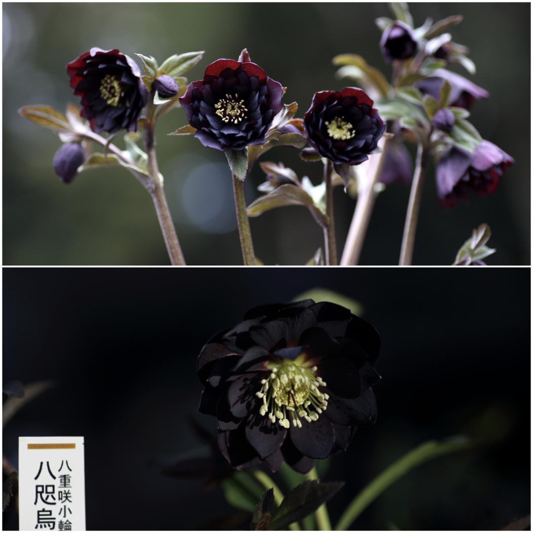 花菜 クリスマスローズ 開花予定株 セット