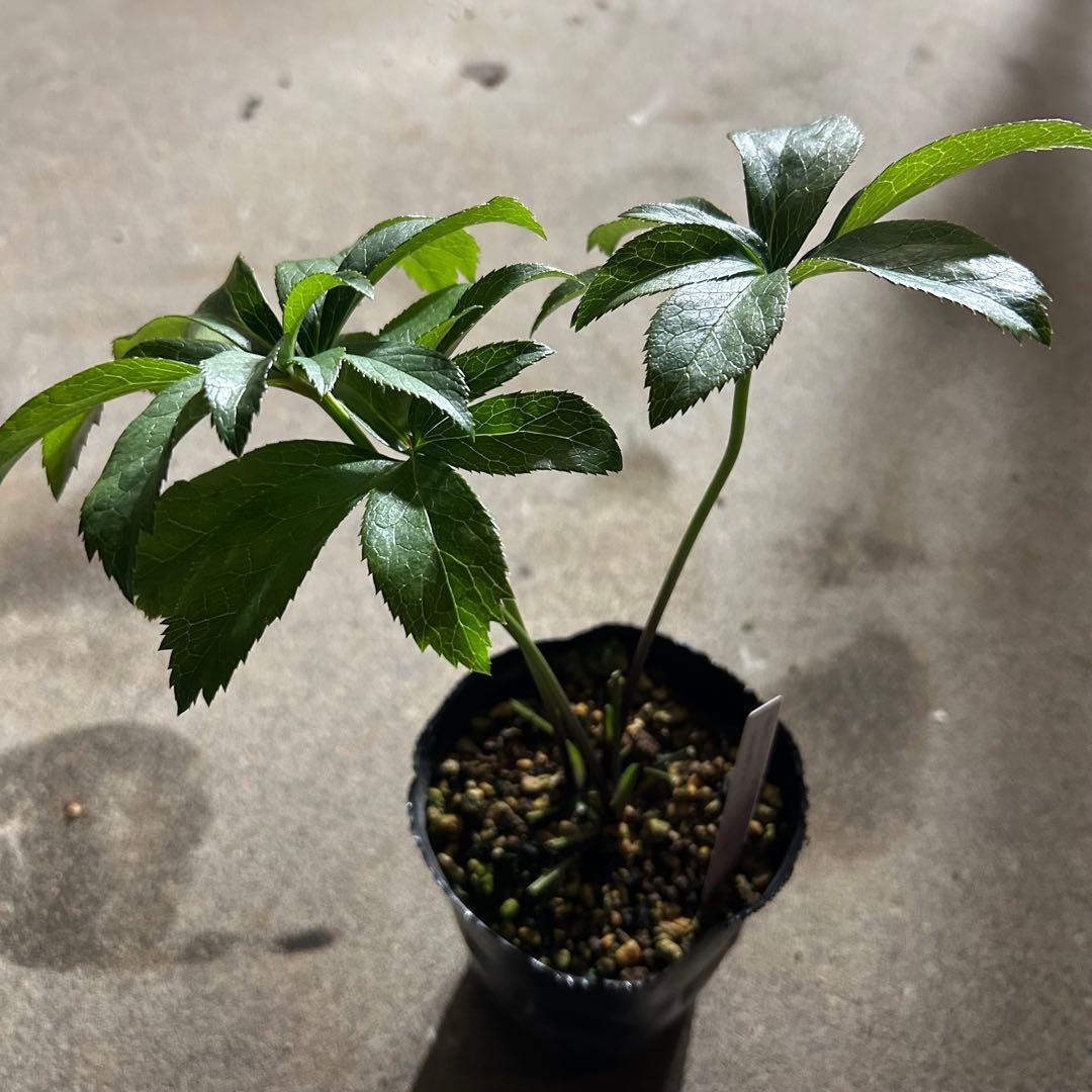 花菜 クリスマスローズ 開花予定株 セット