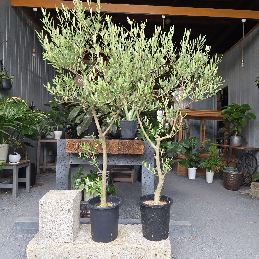 bobio⑮オリーブの木souju『ピクアル』⑨『ミッション8号2苗セット