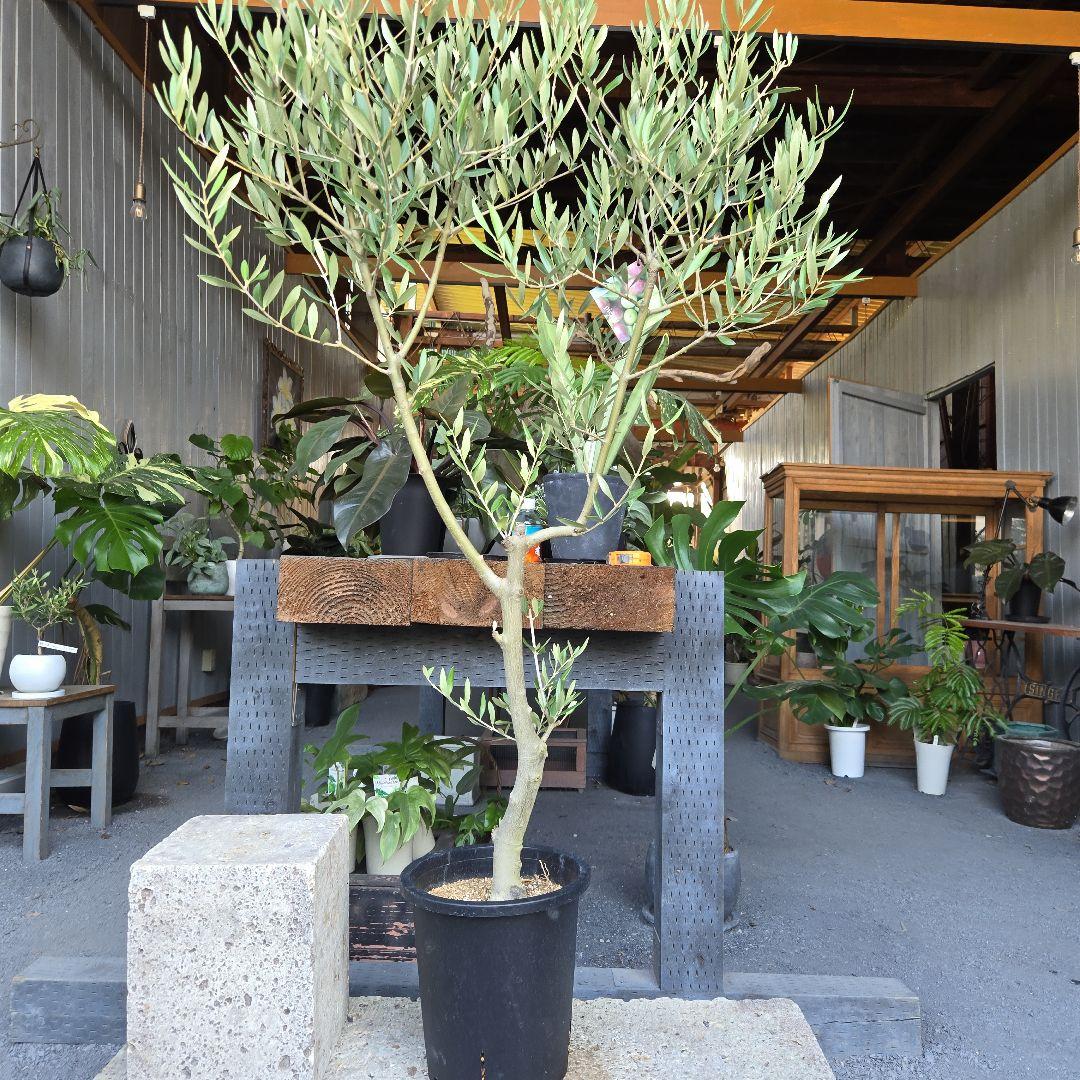 bobio⑮オリーブの木souju『ピクアル』⑨『ミッション8号2苗セット