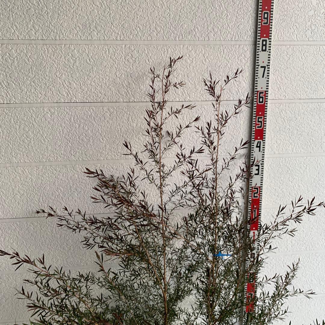 メラレウカ　カッパーグロー　ティーツリー　ブラック　紅葉　銅葉　47