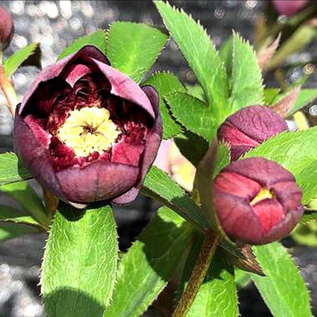 の*ん様 ☘️親株☘️❤️根充実❤️沢山新芽❤️730⭐️多弁⭐️アンティーク⭐