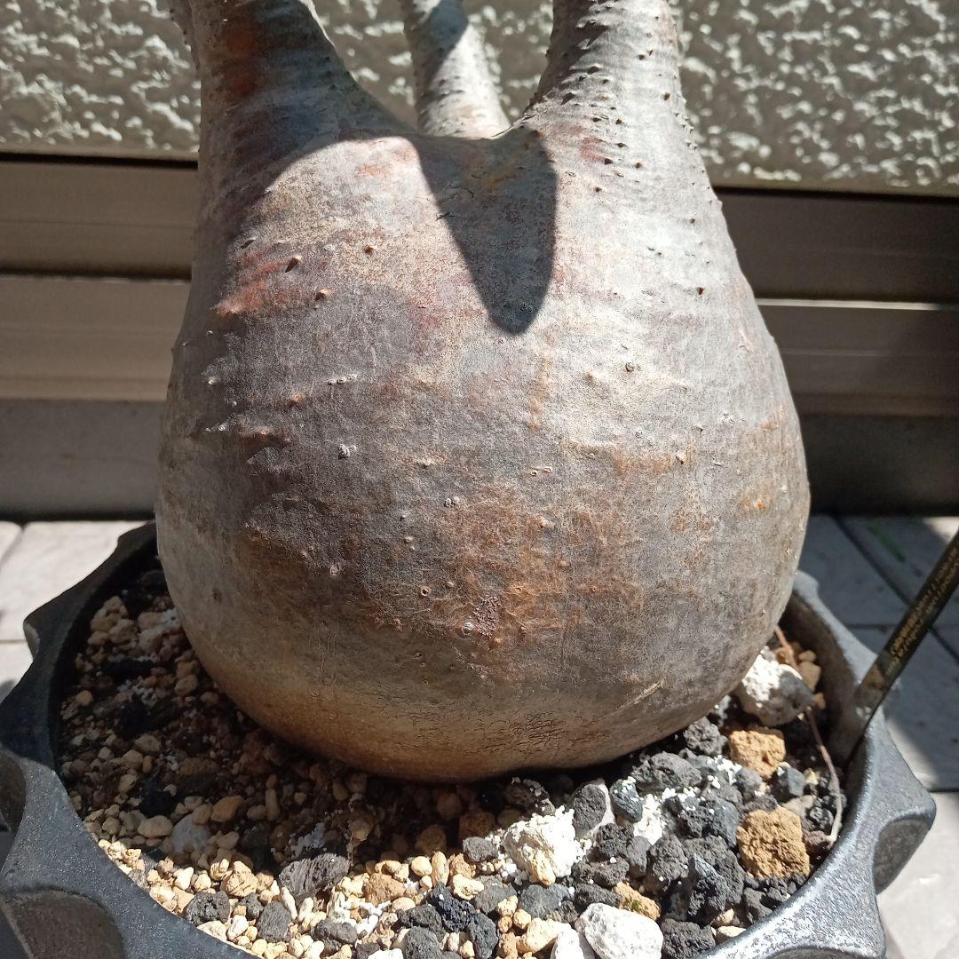 【昨夏(2025)開花しました！】パキポディウム　グラキリス★レア白肌　現地球