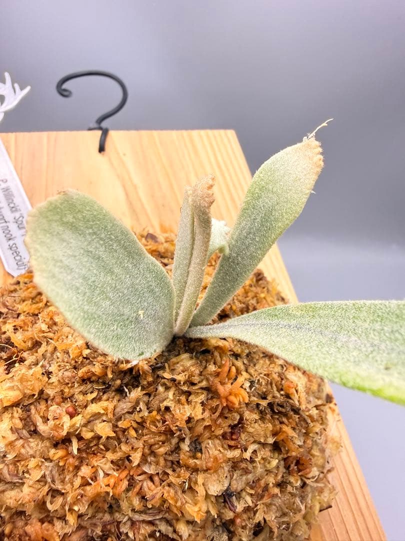 ビカクシダ　P. Willinckii 'Spur' pup 株分子株出品