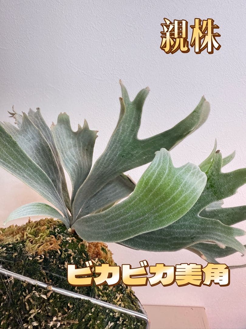 ビカクシダ　P. Willinckii 'Spur' pup 株分子株出品