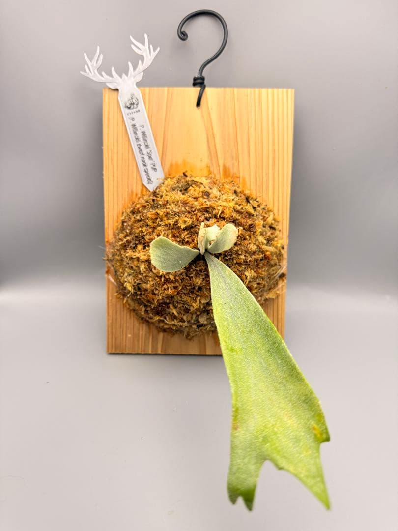 ビカクシダ　P. Willinckii 'Spur' pup 株分子株出品