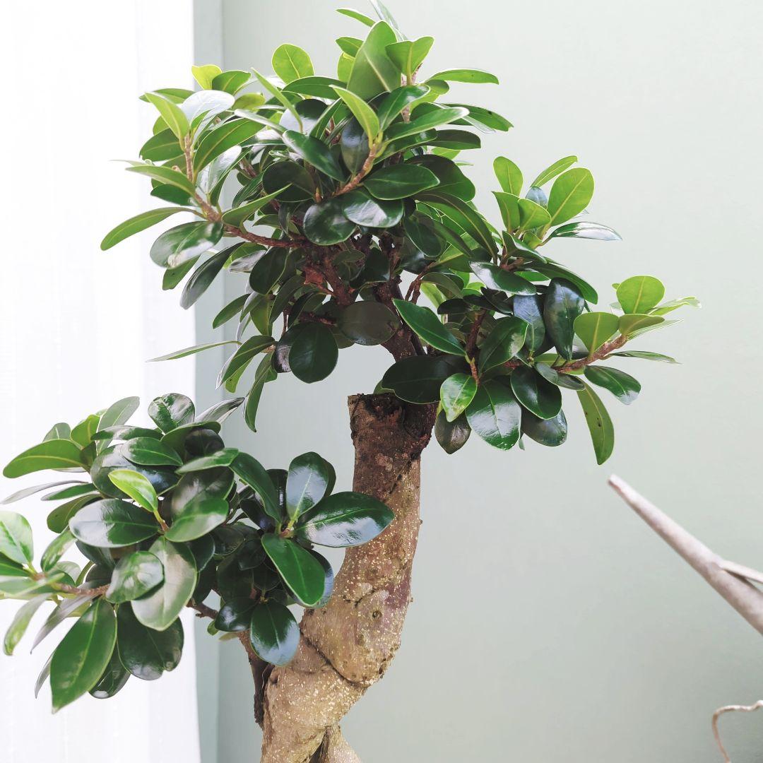 (現品) お祝い ギフト 昇龍ガジュマル 太幹 登り