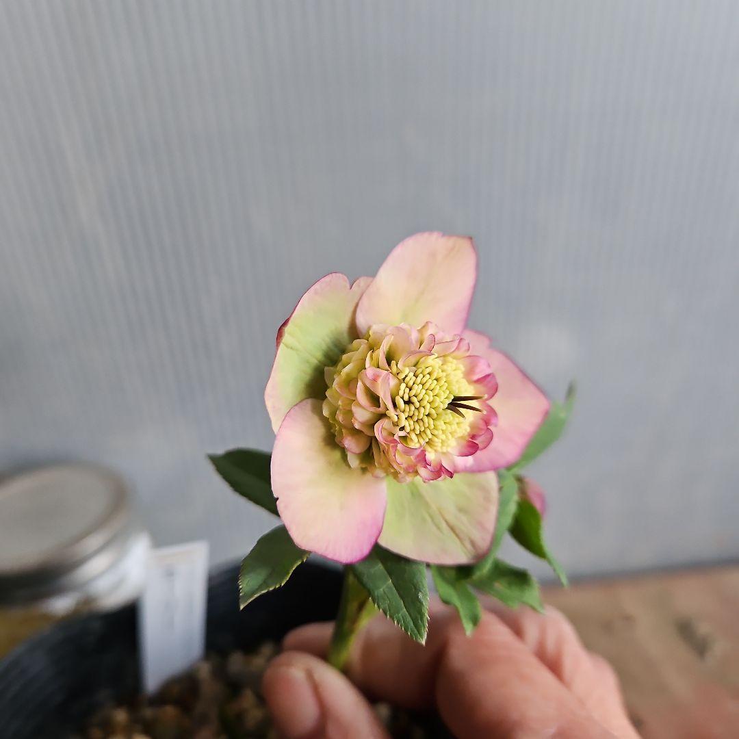 ㉖-516クリスマスローズ