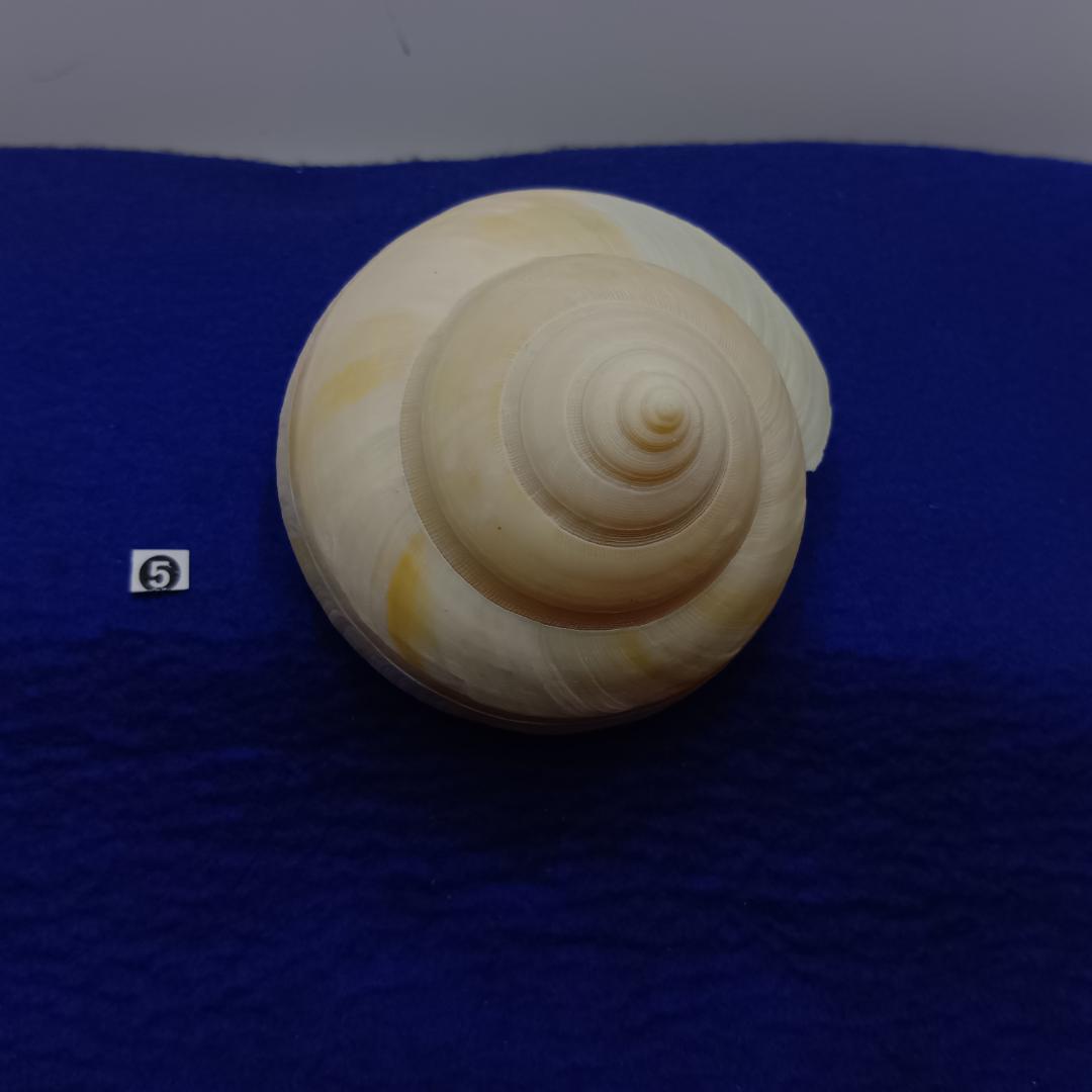 ❺-1貝標本ミナミノオキナエビス（蓋付）