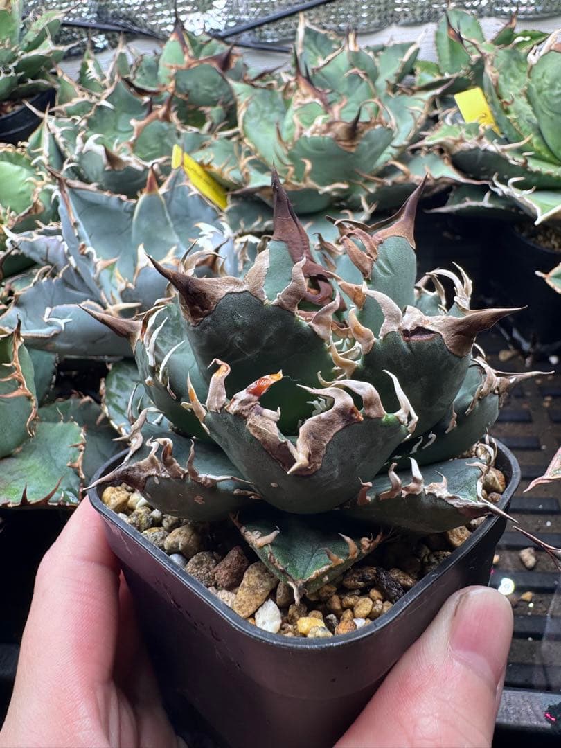 アガベ オテロイ実生 オアハカ 選抜株 (検 清櫻 皇冠 セオクラ チタノタ