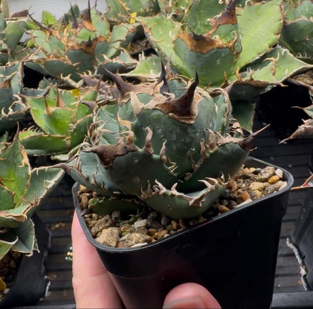 アガベ オテロイ実生 オアハカ 選抜株 (検 清櫻 皇冠 セオクラ チタノタ