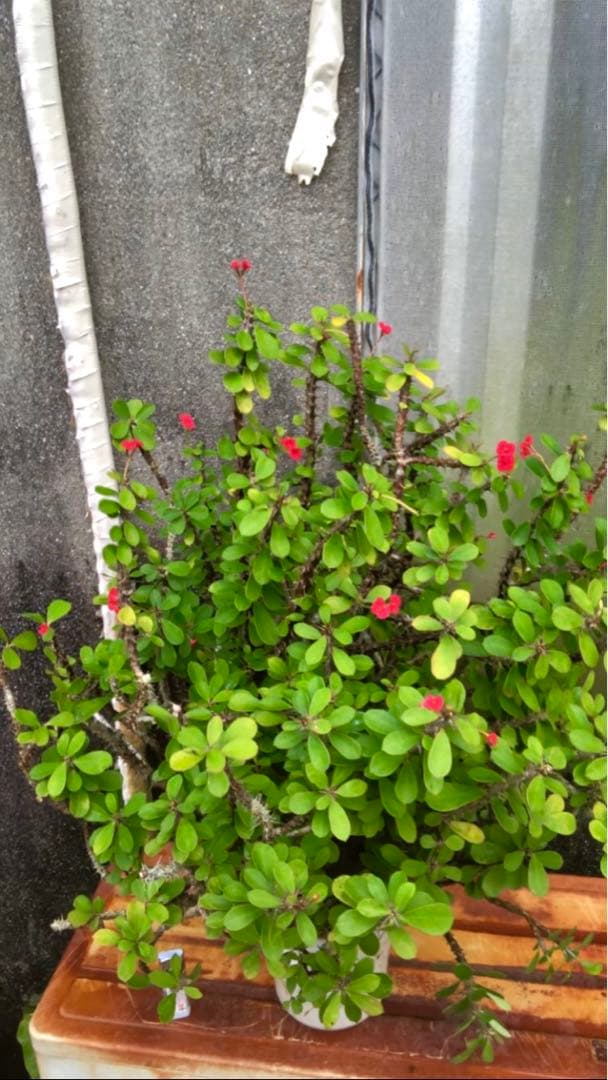 ハナキリン大株　古い