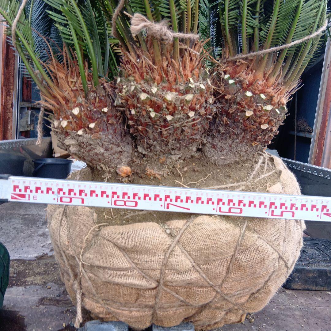 ソテツ（巨大株）インテリア用