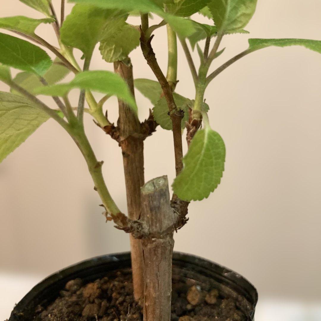 紫陽花アナベル挿し木苗⑬