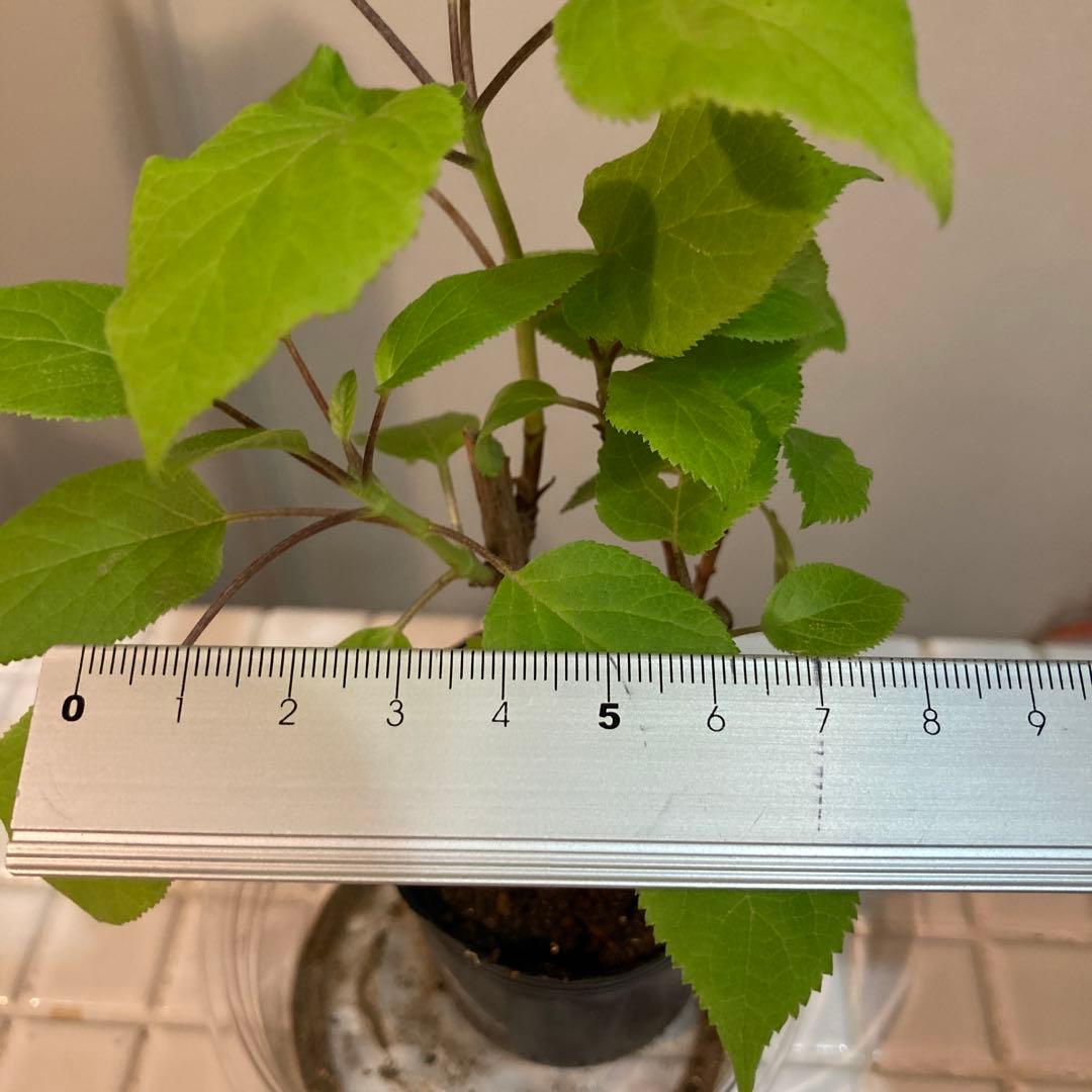 紫陽花アナベル挿し木苗⑬