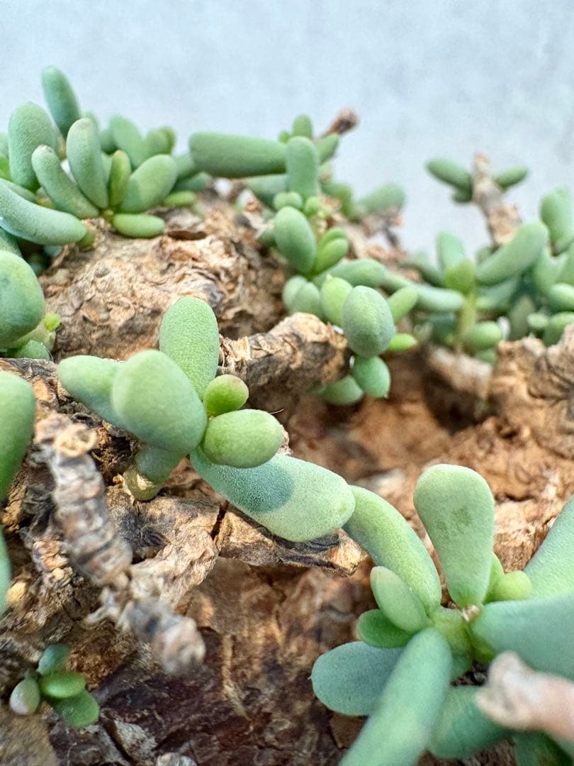 【超美株】ケラリア・ピグマエア（Ceraria pygmaea）鉢ごと　発根済