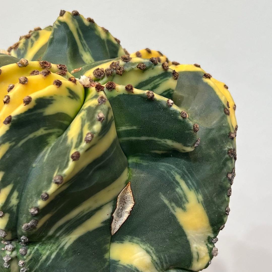 【美株】アストロフィツム碧瑠璃鸞鳳錦 モンスト国内実生 塊根植物 サボテン