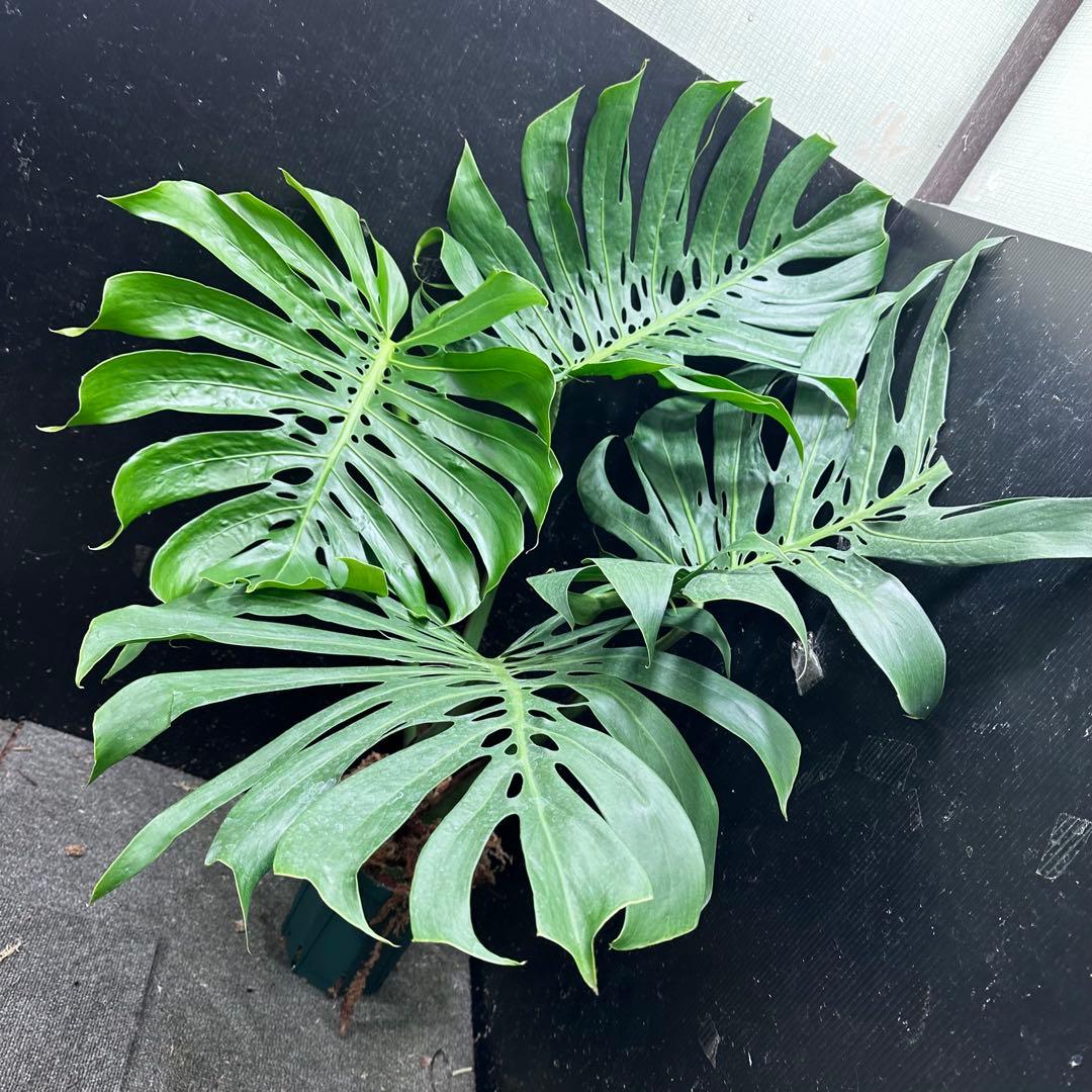 モンステラデリシオーサマクロコズム超希少系統鉢植え113㎝レア