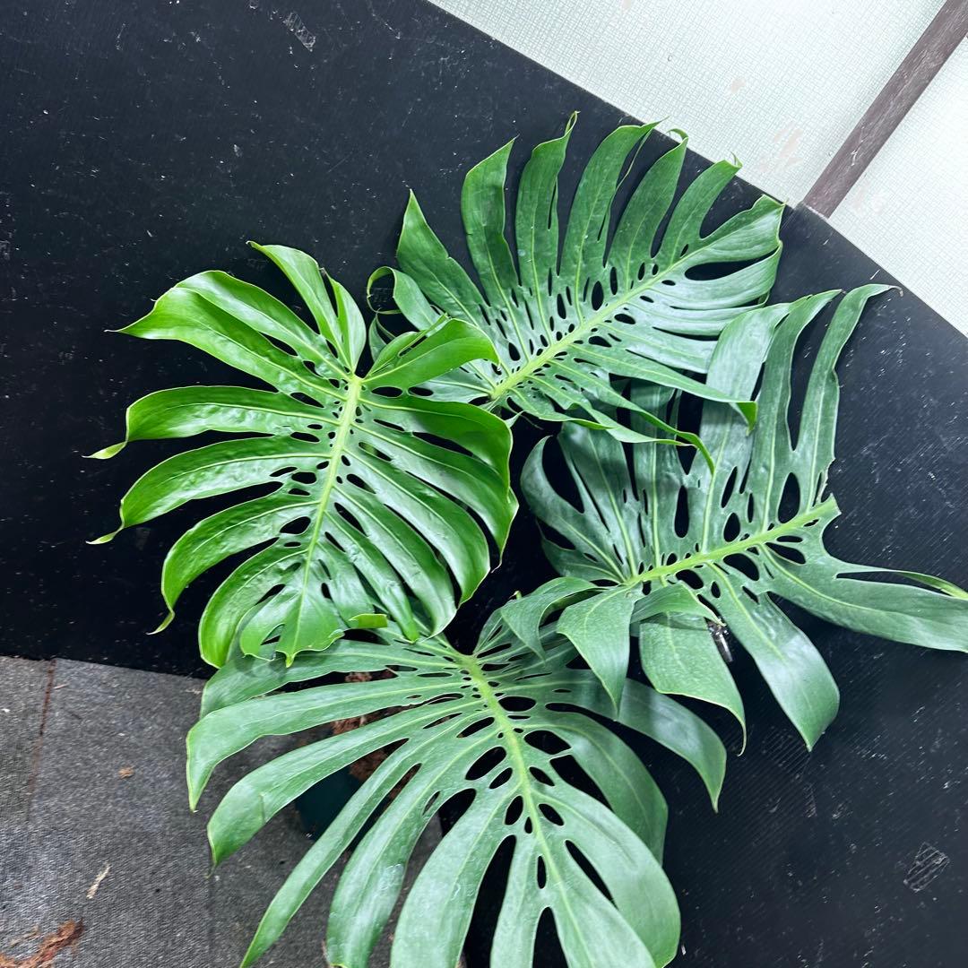 モンステラデリシオーサマクロコズム超希少系統鉢植え113㎝レア