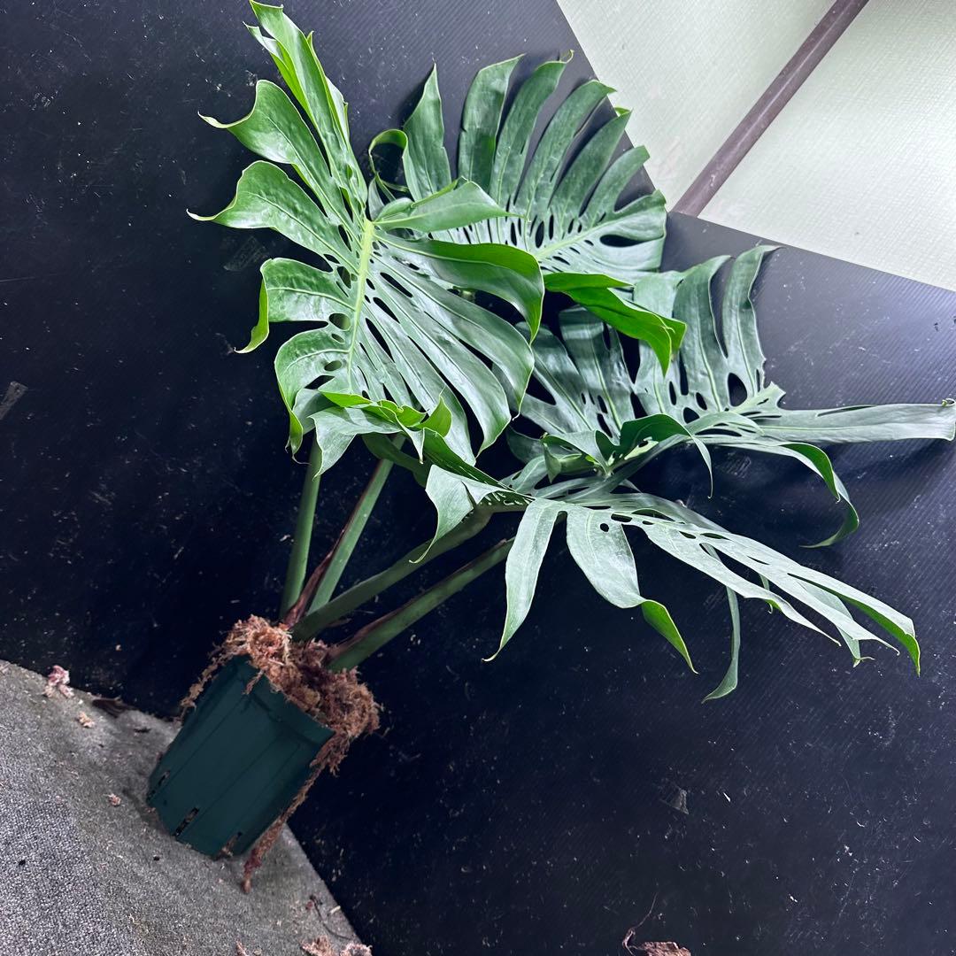 モンステラデリシオーサマクロコズム超希少系統鉢植え113㎝レア