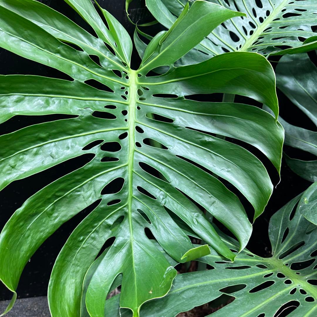 モンステラデリシオーサマクロコズム超希少系統鉢植え113㎝レア