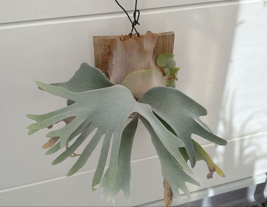 ビカクシダ　FWSQ 長期養生株