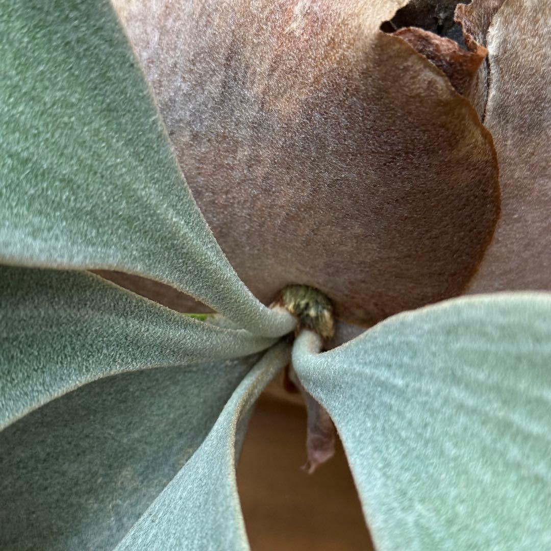 ビカクシダ　FWSQ 長期養生株