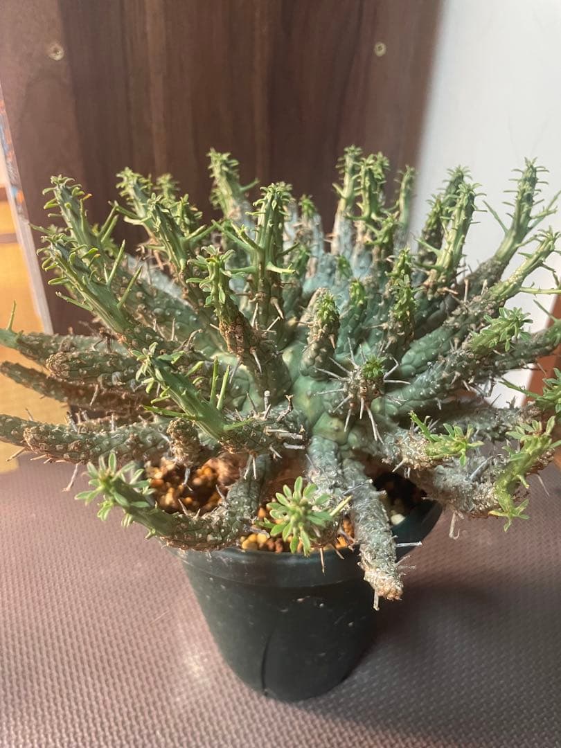 ユーフォルビアフスカ（大株）現地株　発根済み