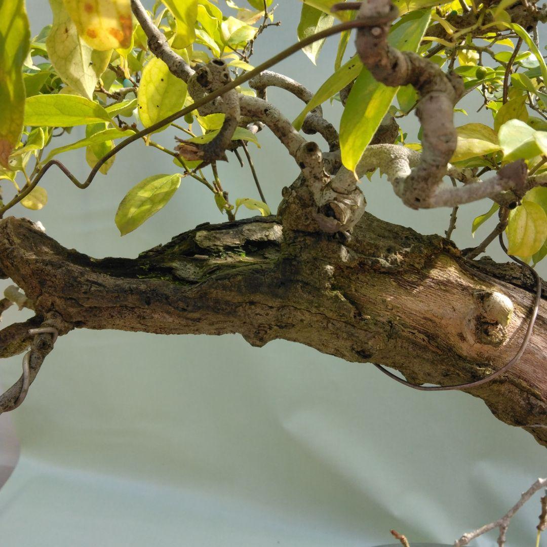 珍品瑠璃ビョウタン大品盆栽です圧巻太幹です。黒松、赤松、五葉松盆栽　引き取り限定