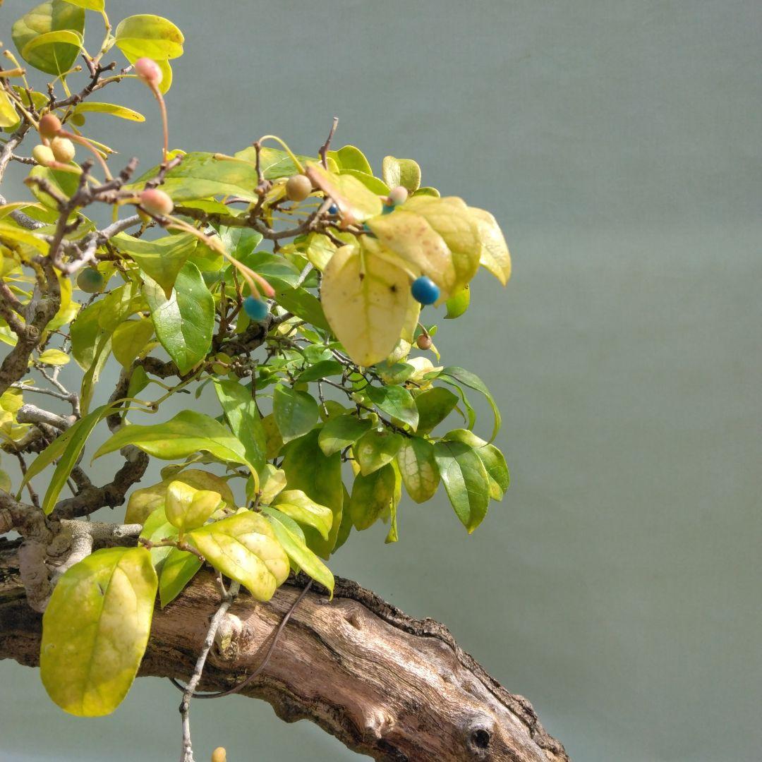 珍品瑠璃ビョウタン大品盆栽です圧巻太幹です。黒松、赤松、五葉松盆栽　引き取り限定
