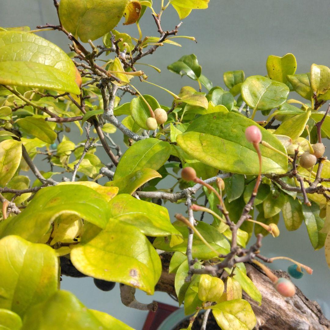 珍品瑠璃ビョウタン大品盆栽です圧巻太幹です。黒松、赤松、五葉松盆栽　引き取り限定