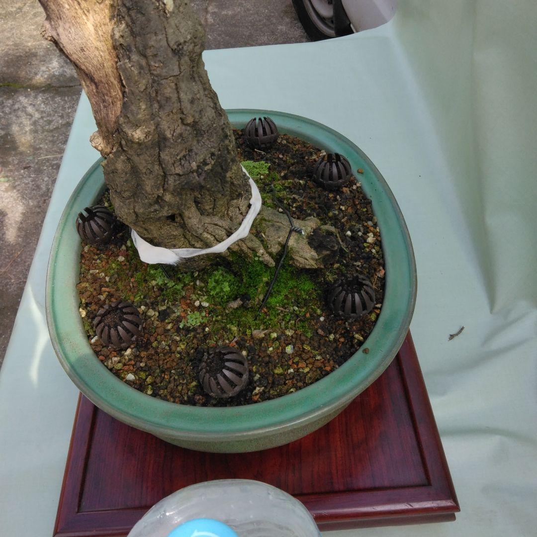 珍品瑠璃ビョウタン大品盆栽です圧巻太幹です。黒松、赤松、五葉松盆栽　引き取り限定